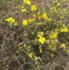 Hibbertia obtusifolia at Hackett, ACT - 18 Oct 2015