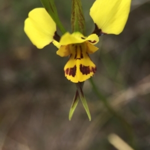 Diuris sulphurea at Hackett, ACT - suppressed