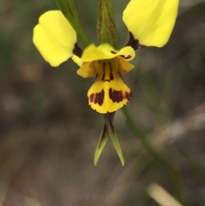 Diuris sulphurea (Tiger Orchid) at Mount Majura - 18 Oct 2015 by AaronClausen