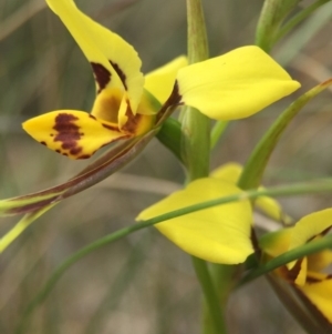 Diuris sulphurea at Hackett, ACT - suppressed