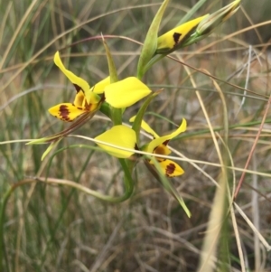 Diuris sulphurea at Hackett, ACT - suppressed