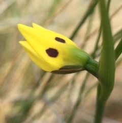 Diuris sulphurea (Tiger Orchid) at Mount Majura - 18 Oct 2015 by AaronClausen