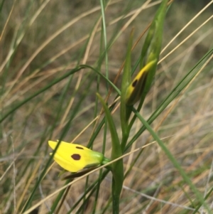 Diuris sulphurea at Hackett, ACT - 18 Oct 2015