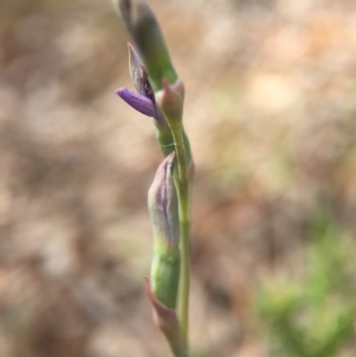 Thelymitra (Genus) (Sun Orchid) at Hackett, ACT - 18 Oct 2015 by AaronClausen