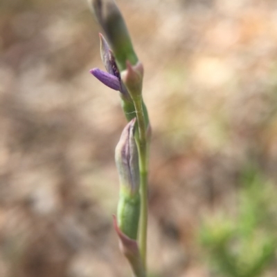 Thelymitra sp. (A Sun Orchid) at Hackett, ACT - 18 Oct 2015 by AaronClausen