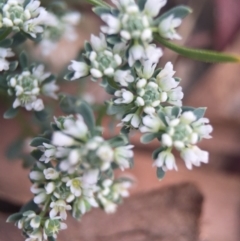 Poranthera microphylla (Small Poranthera) at Hackett, ACT - 18 Oct 2015 by AaronClausen