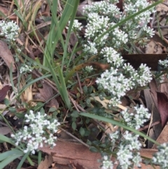 Poranthera microphylla at Hackett, ACT - 18 Oct 2015