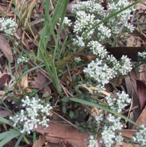 Poranthera microphylla at Hackett, ACT - 18 Oct 2015 01:50 PM