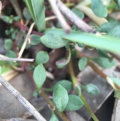 Poranthera microphylla at Hackett, ACT - 18 Oct 2015 01:50 PM