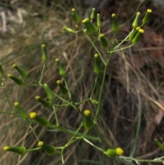 Senecio quadridentatus (Cotton Fireweed) at Mount Majura - 18 Oct 2015 by AaronClausen