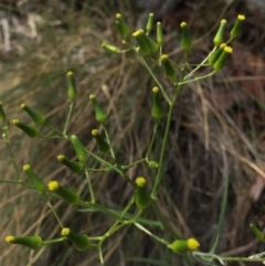 Senecio quadridentatus (Cotton Fireweed) at Hackett, ACT - 18 Oct 2015 by AaronClausen