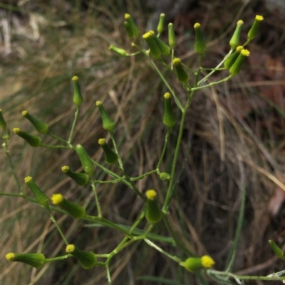 Senecio quadridentatus (Cotton Fireweed) at Mount Majura - 18 Oct 2015 by AaronClausen