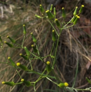 Senecio quadridentatus at Hackett, ACT - 18 Oct 2015