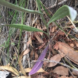 Senecio quadridentatus at Hackett, ACT - 18 Oct 2015