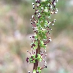 Acaena x ovina (Sheep's Burr) at Mount Majura - 18 Oct 2015 by AaronClausen