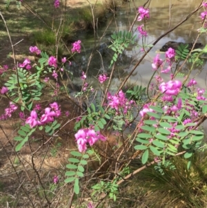 Indigofera australis subsp. australis at Canberra Central, ACT - 18 Oct 2015 02:35 PM