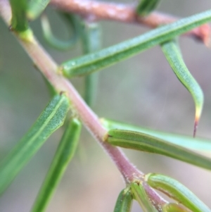 Acacia ulicifolia at Canberra Central, ACT - 18 Oct 2015