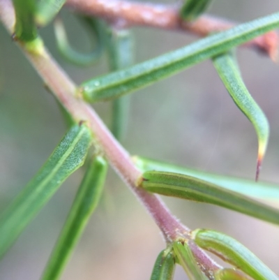 Acacia ulicifolia (Prickly Moses) at Canberra Central, ACT - 18 Oct 2015 by AaronClausen