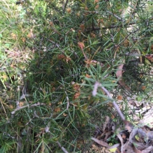 Acacia ulicifolia at Canberra Central, ACT - 18 Oct 2015