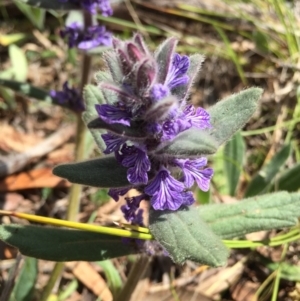 Ajuga australis at Canberra Central, ACT - 18 Oct 2015