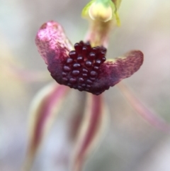 Caladenia actensis (Canberra Spider Orchid) at Canberra Central, ACT - 18 Oct 2015 by AaronClausen