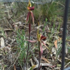 Caladenia actensis (Canberra Spider Orchid) at Mount Majura - 18 Oct 2015 by AaronClausen