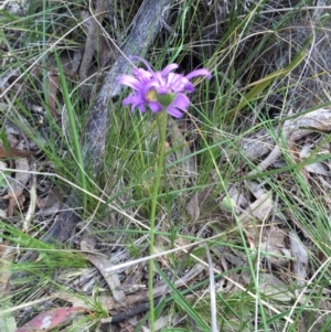 Calotis scabiosifolia var. integrifolia at Canberra Central, ACT - 18 Oct 2015 03:03 PM