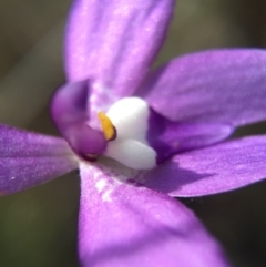 Glossodia major (Wax Lip Orchid) at Mount Majura - 18 Oct 2015 by AaronClausen