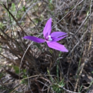 Glossodia major at Canberra Central, ACT - 18 Oct 2015