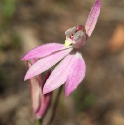 Caladenia carnea (Pink Fingers) at Canberra Central, ACT - 18 Oct 2015 by AaronClausen