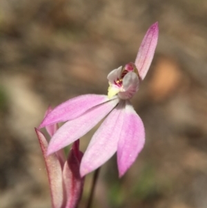 Caladenia carnea at Canberra Central, ACT - suppressed