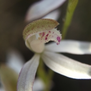 Caladenia moschata at Canberra Central, ACT - 18 Oct 2015