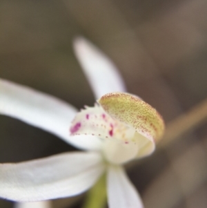 Caladenia moschata at Canberra Central, ACT - 18 Oct 2015