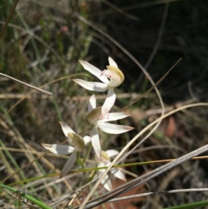 Caladenia moschata at Canberra Central, ACT - 18 Oct 2015