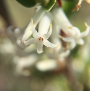 Brachyloma daphnoides at Canberra Central, ACT - 18 Oct 2015 03:32 PM