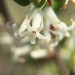 Brachyloma daphnoides (Daphne Heath) at Canberra Central, ACT - 18 Oct 2015 by AaronClausen