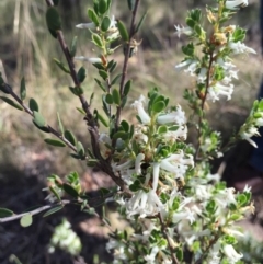 Brachyloma daphnoides at Canberra Central, ACT - 18 Oct 2015