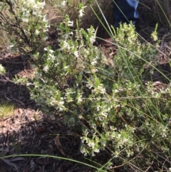 Brachyloma daphnoides at Canberra Central, ACT - 18 Oct 2015 03:32 PM