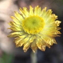 Coronidium scorpioides (Button Everlasting) at Canberra Central, ACT - 18 Oct 2015 by AaronClausen