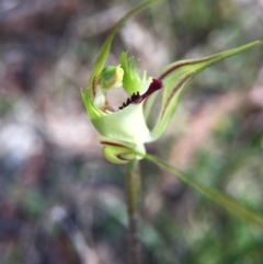 Caladenia atrovespa (Green-comb Spider Orchid) at Mount Majura - 18 Oct 2015 by AaronClausen
