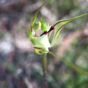 Caladenia atrovespa at Canberra Central, ACT - suppressed