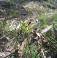 Caladenia atrovespa at Canberra Central, ACT - suppressed