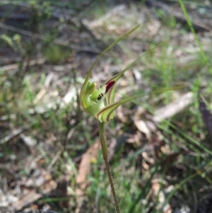 Caladenia atrovespa at Canberra Central, ACT - suppressed