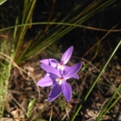 Glossodia major (Wax Lip Orchid) at Bruce, ACT - 15 Oct 2015 by CanberraNatureMap