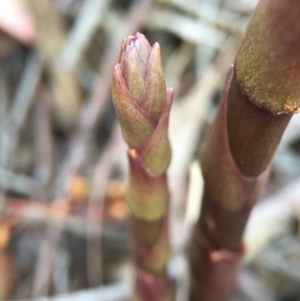 Dipodium roseum at Canberra Central, ACT - 18 Oct 2015