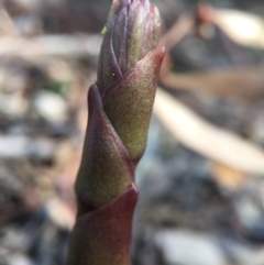 Dipodium roseum at Canberra Central, ACT - 18 Oct 2015