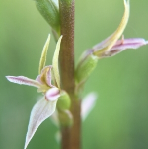 Paraprasophyllum petilum at suppressed - 18 Oct 2015