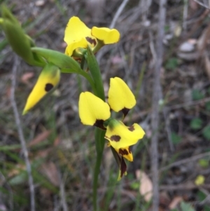 Diuris sulphurea at Aranda, ACT - 18 Oct 2015