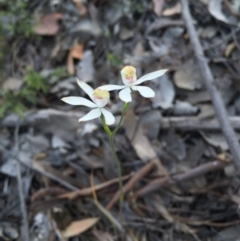 Caladenia moschata (Musky Caps) at Aranda, ACT - 18 Oct 2015 by AaronClausen