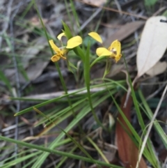 Diuris nigromontana (Black Mountain Leopard Orchid) at Aranda, ACT - 18 Oct 2015 by AaronClausen